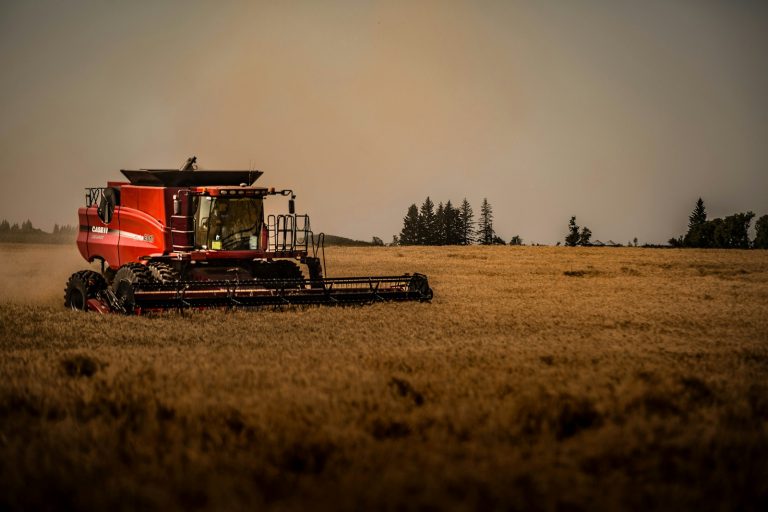 Red combine harvesting a grain field in Canada