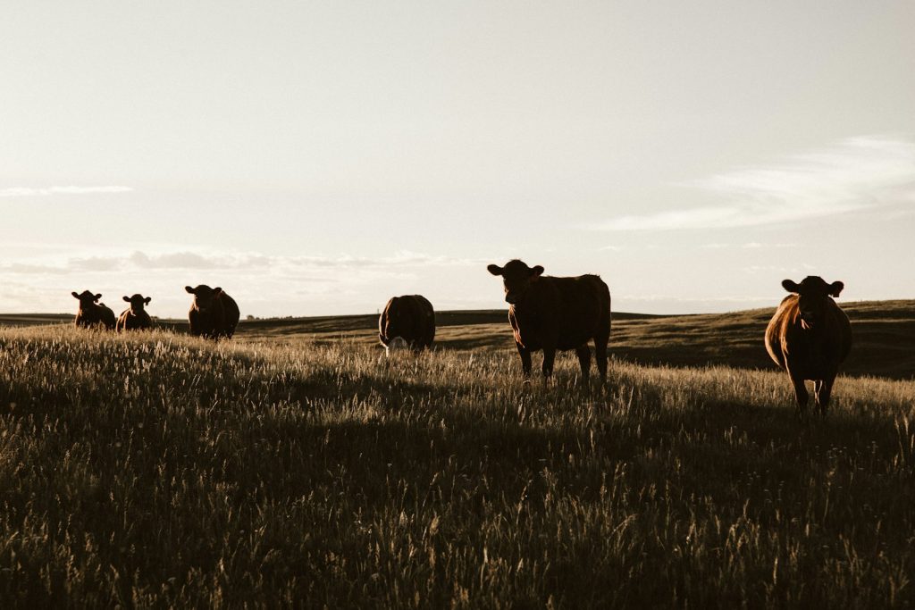 Cattle graze in a grassy field at sunset.