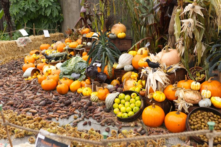 Pumpkins, gourds, corn stalks and apples arranged in an autumn garden display, illustrative stock image.