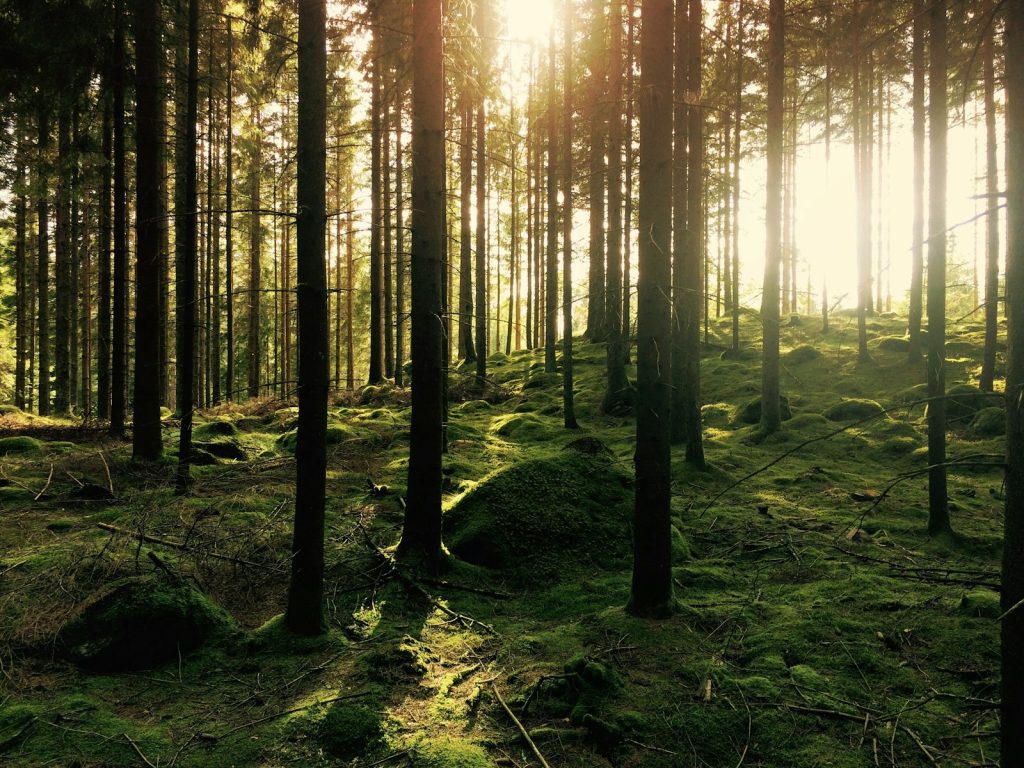 Sunlight filtering through a dense green conifer forest, illustrative stock image.