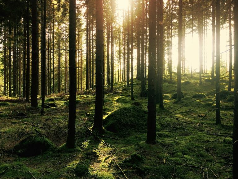 Sunlight filtering through a dense green conifer forest, illustrative stock image.