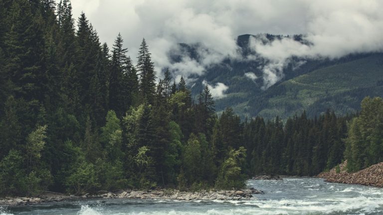 A fast-flowing river bordered by evergreen forest and mountains