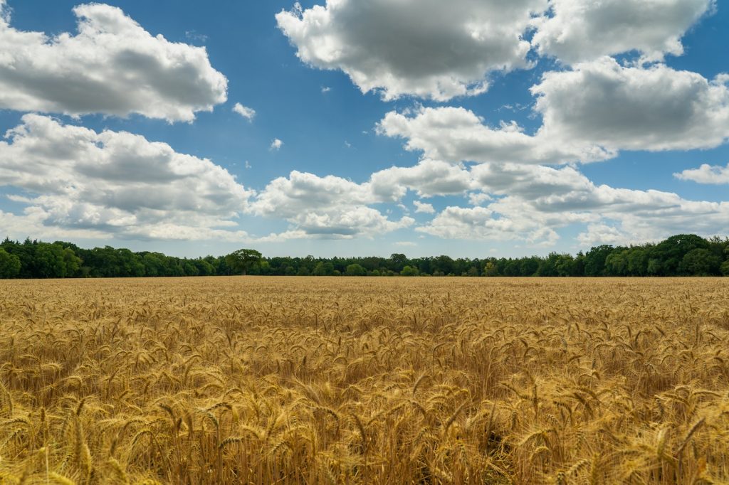 Ripe wheat field beneath a blue sky with clouds