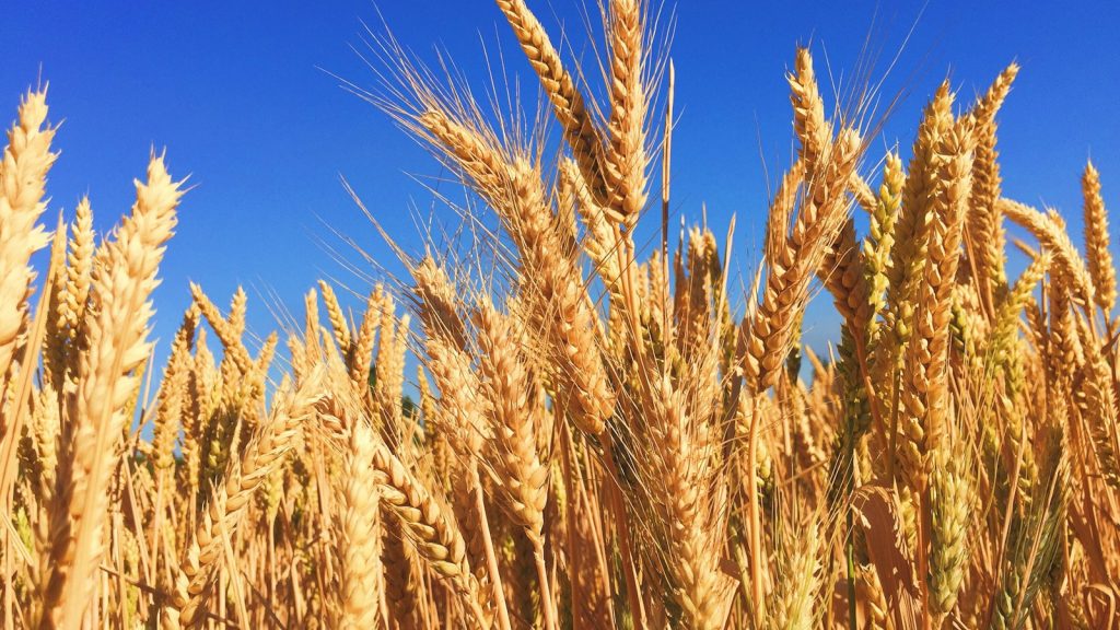 Golden wheat heads beneath a clear blue sky