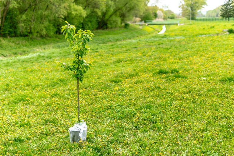 A young tree being prepared for planting.