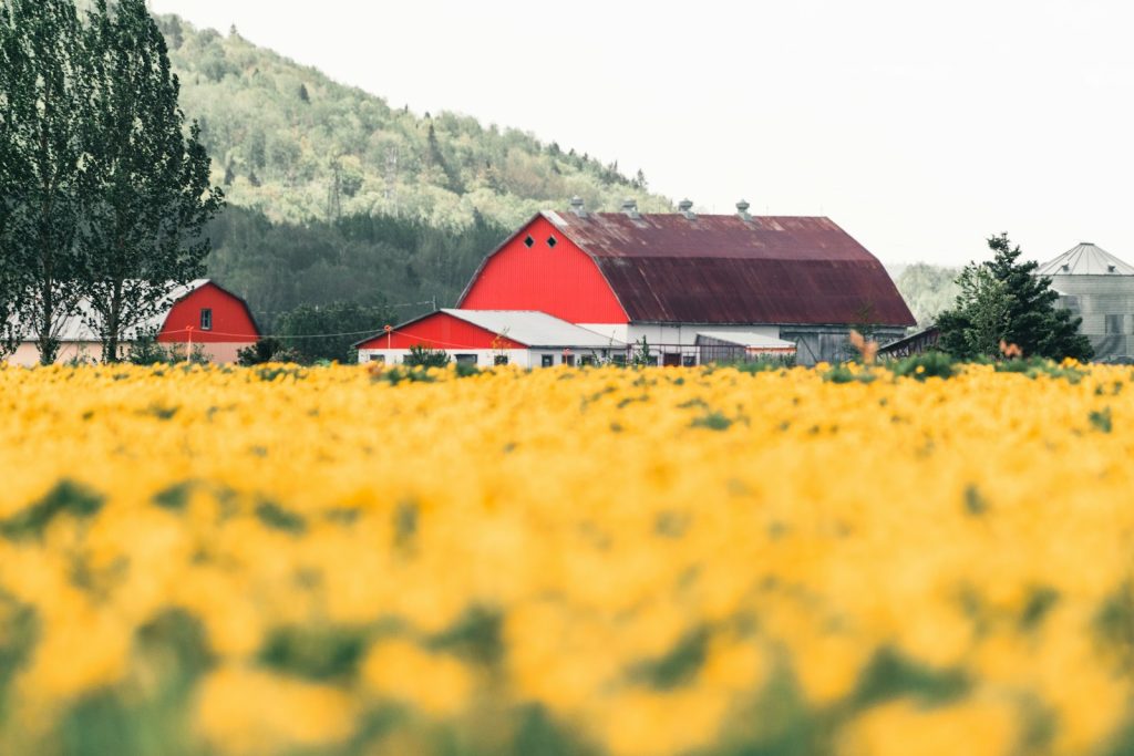 Red barns behind a yellow field, illustrating Canadian farm-product prices