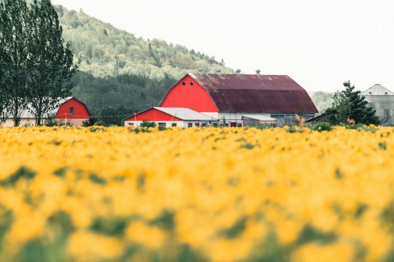 Red barns behind a yellow field, illustrating Canadian farm-product prices