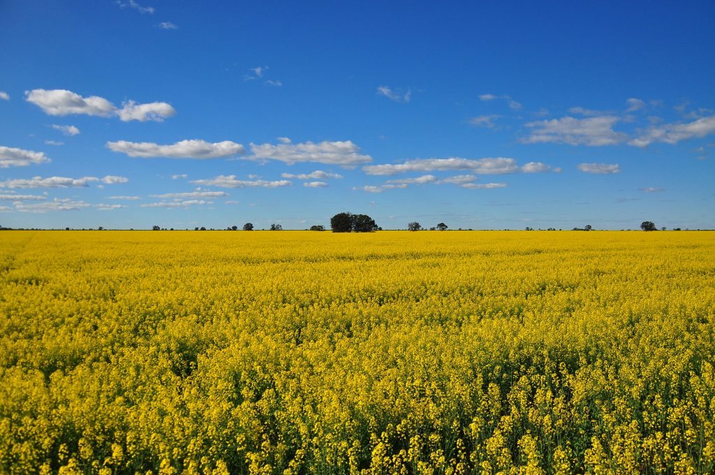 A broad yellow canola field under a blue sky, used to illustrate proposed clean-fuel regulation changes