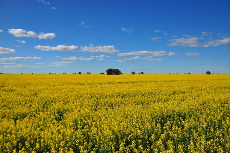 A broad yellow canola field under a blue sky, used to illustrate proposed clean-fuel regulation changes