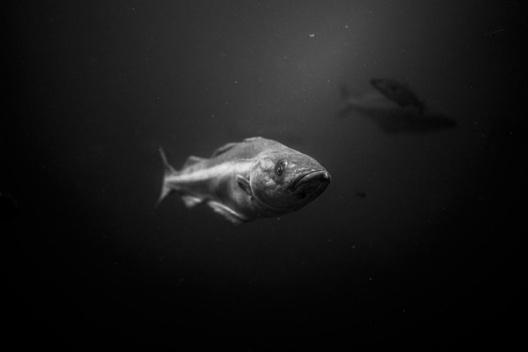 Fish swimming underwater, illustrating aquatic species-at-risk proposals