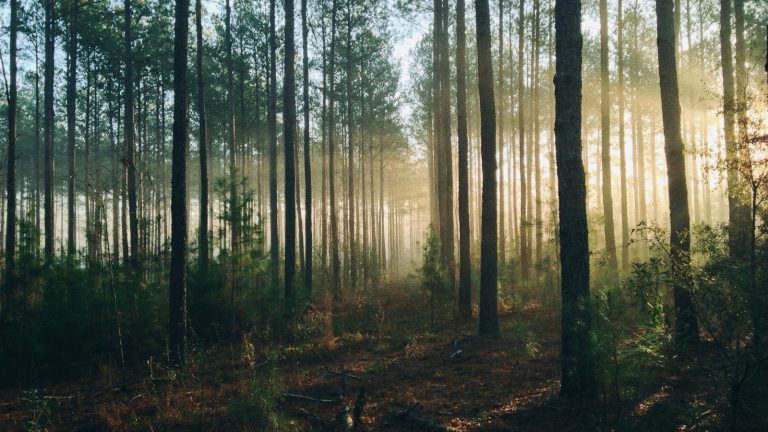Sunlight filtering through a forest, used as an illustrative conservation image