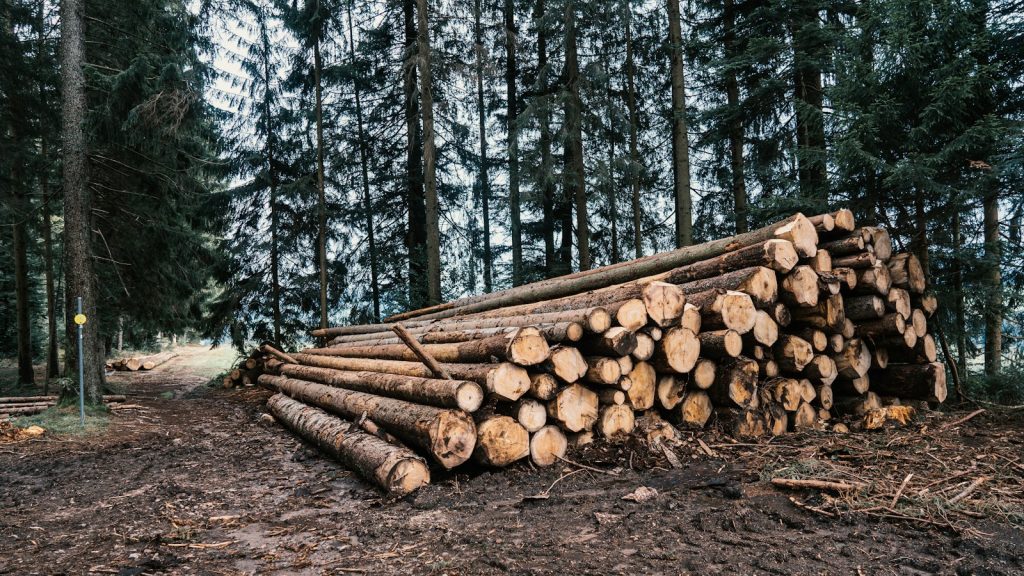 Cut logs stacked in a forest, illustrating forest residue used for biofuel research