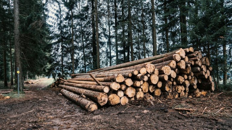 Cut logs stacked in a forest, illustrating forest residue used for biofuel research
