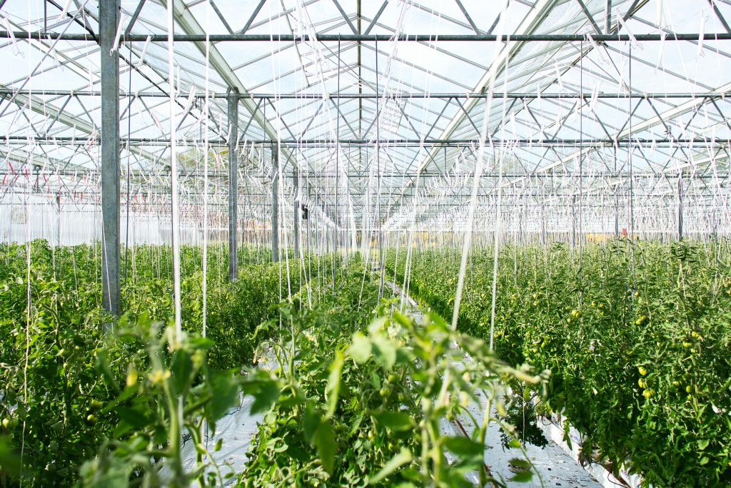 Rows of plants growing inside a commercial greenhouse