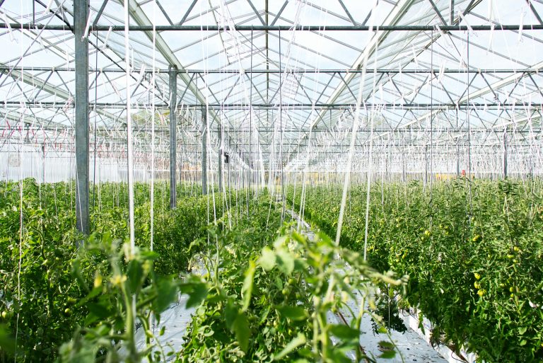 Rows of plants growing inside a commercial greenhouse