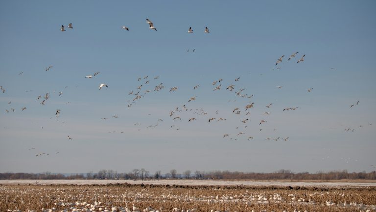 Large flock of snow geese flying over a field