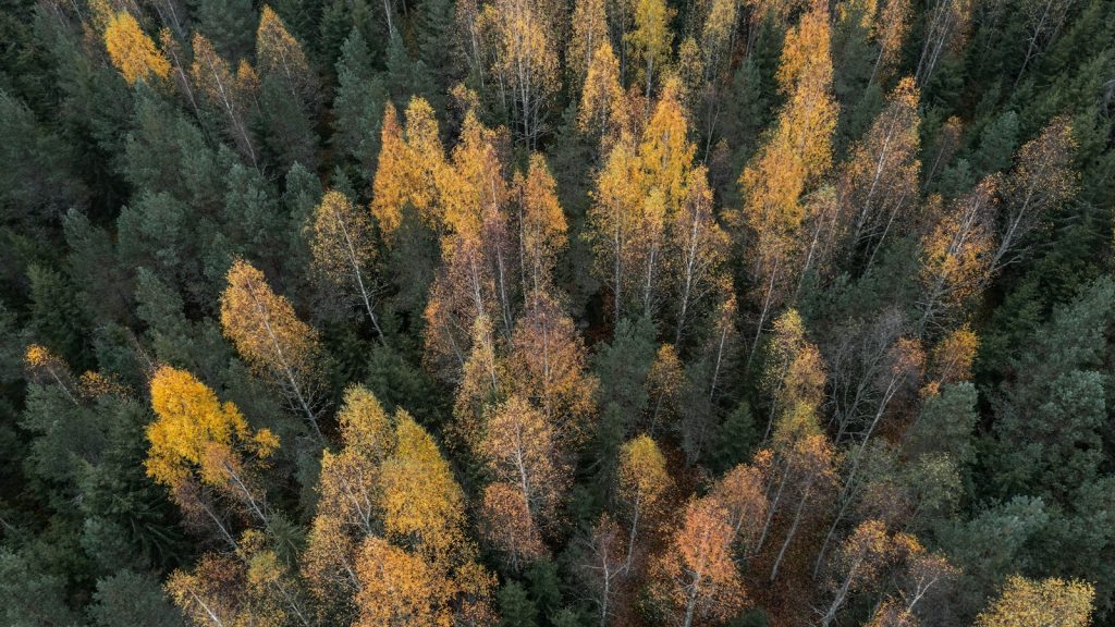 Aerial view of a boreal forest with green and golden autumn trees