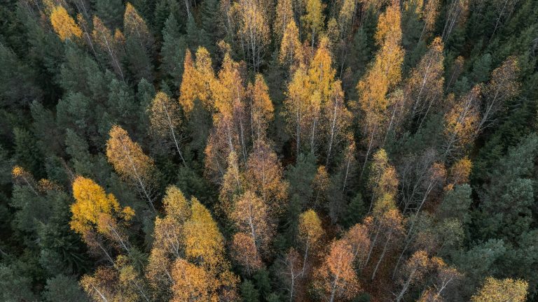 Aerial view of a boreal forest with green and golden autumn trees