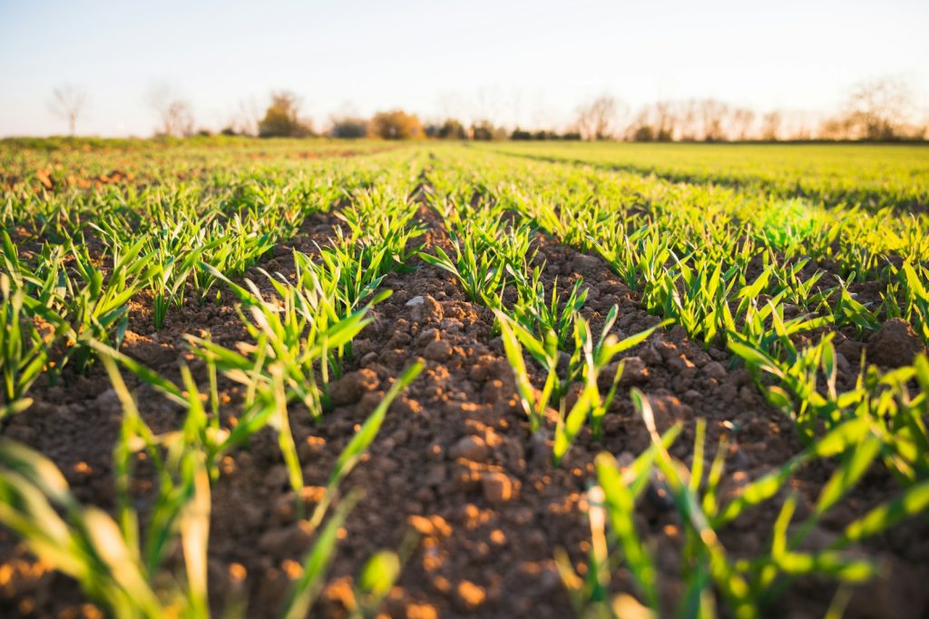 Rows of young crops growing in an agricultural field