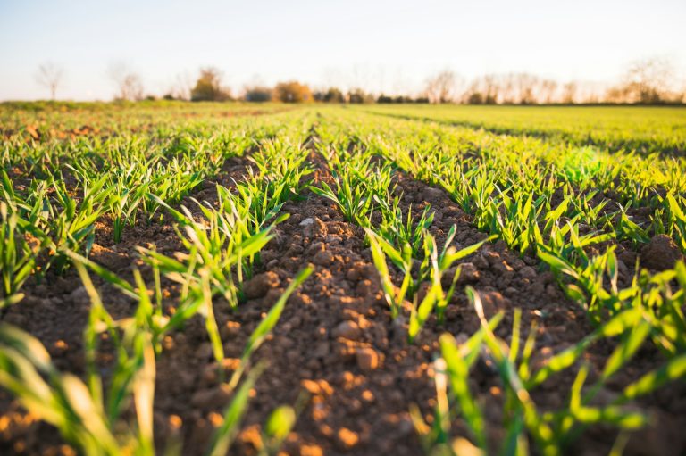 Rows of young crops growing in an agricultural field