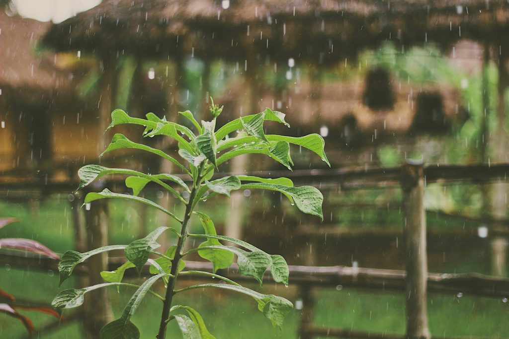 Green plants in a garden during rainfall