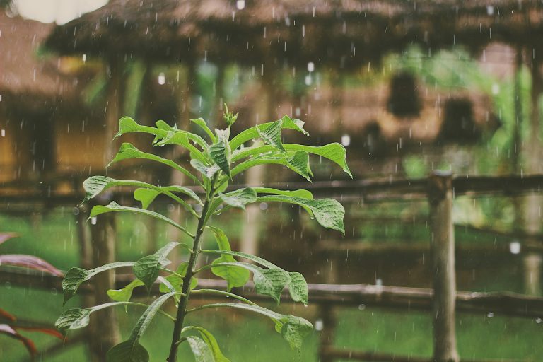 Green plants in a garden during rainfall