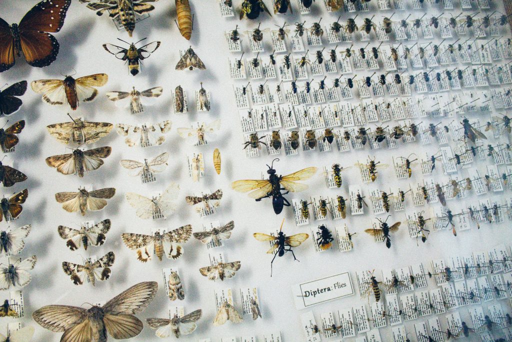 A scientific display of pinned butterflies, moths, bees and other insect specimens