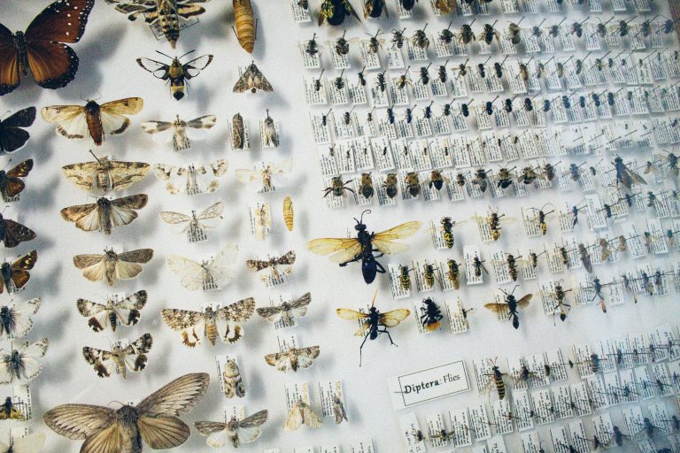 A scientific display of pinned butterflies, moths, bees and other insect specimens