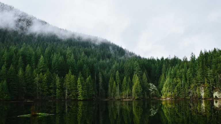 A forested lakeshore reflected in calm water beneath low clouds.