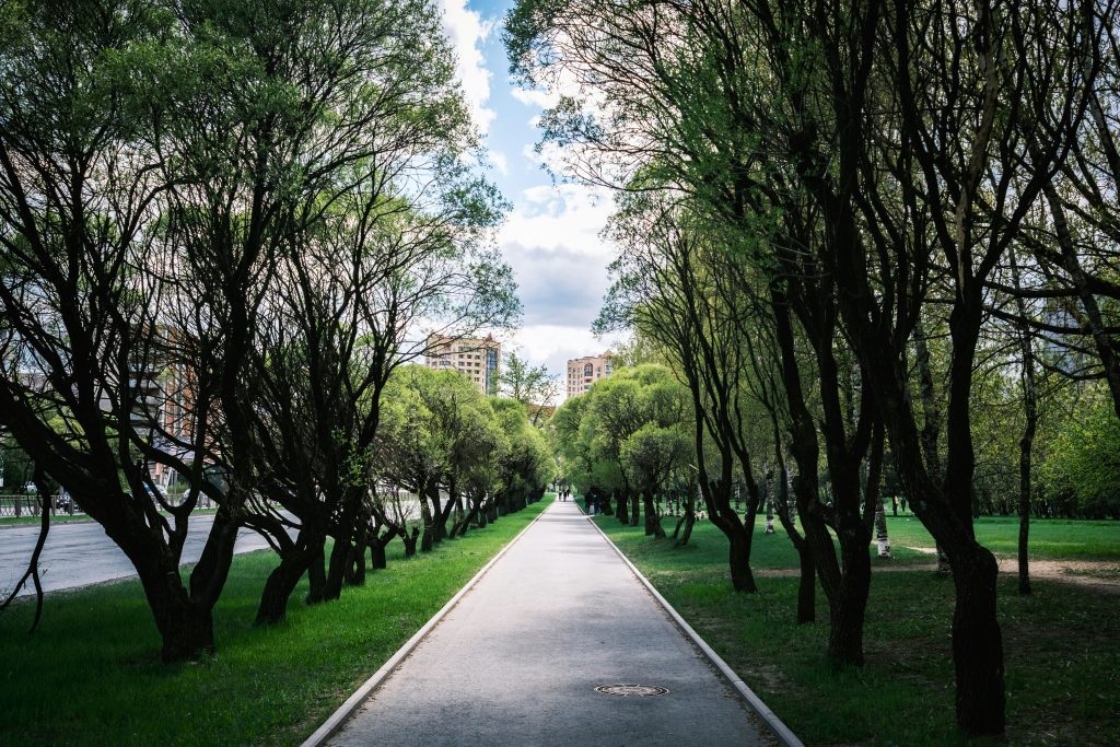 Walking path lined with green trees in a public park