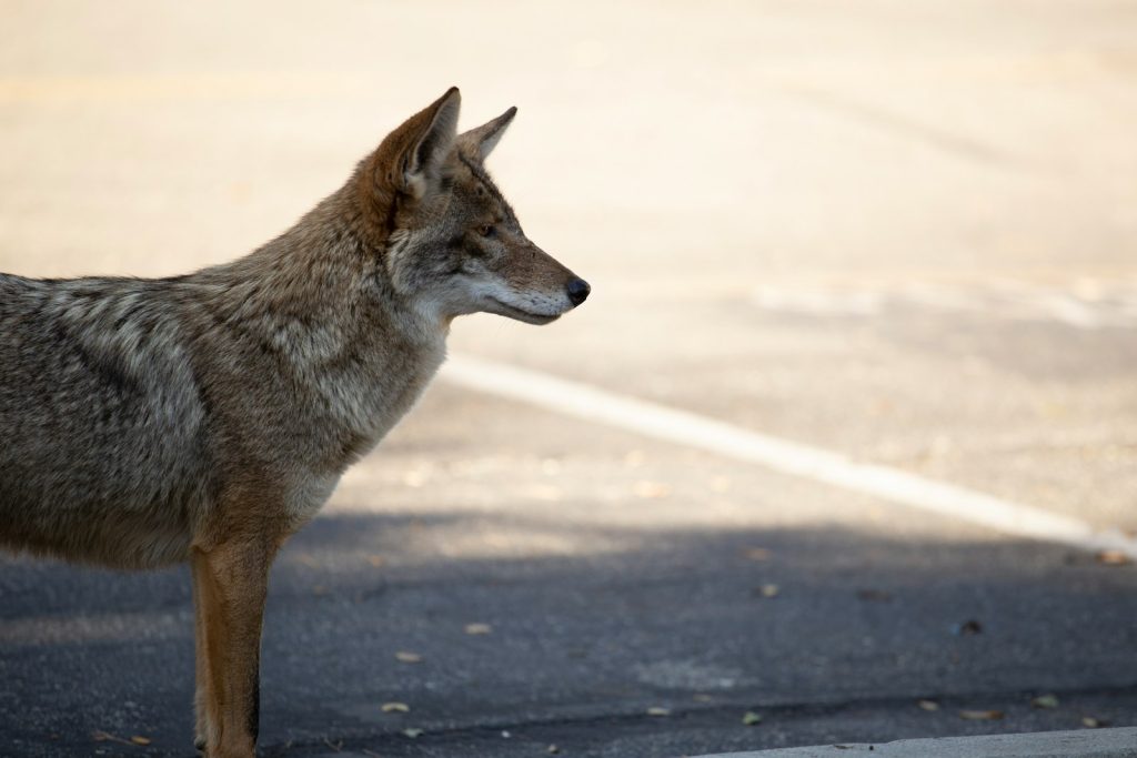 Coyote standing near urban vegetation, illustrating West Island coyote-safety guidance