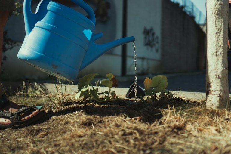 Blue watering can irrigating a young plant beside a tree, illustrating borough tree care