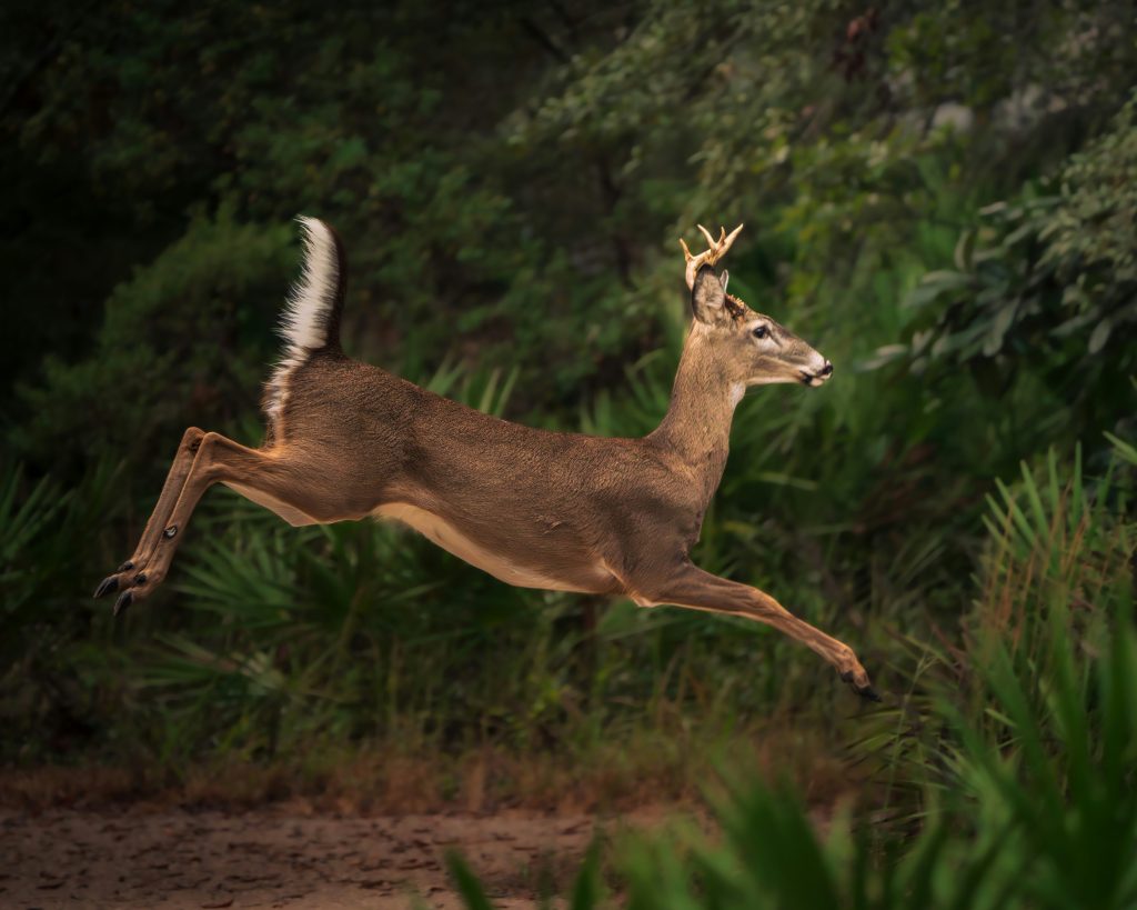 A white-tailed deer leaping through a forest clearing
